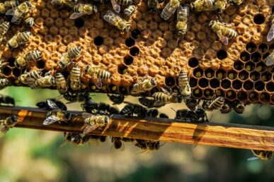Biznes w branży pszczelarskiej